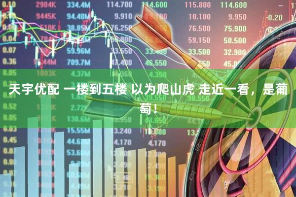 天宇优配 一楼到五楼 以为爬山虎 走近一看，是葡萄！