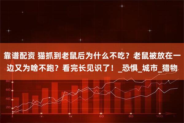 靠谱配资 猫抓到老鼠后为什么不吃？老鼠被放在一边又为啥不跑？看完长见识了！_恐惧_城市_猎物